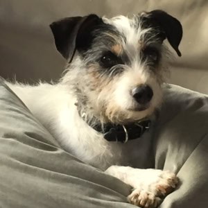 Hund Sadie