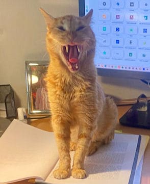 Kater Säbelzahn40